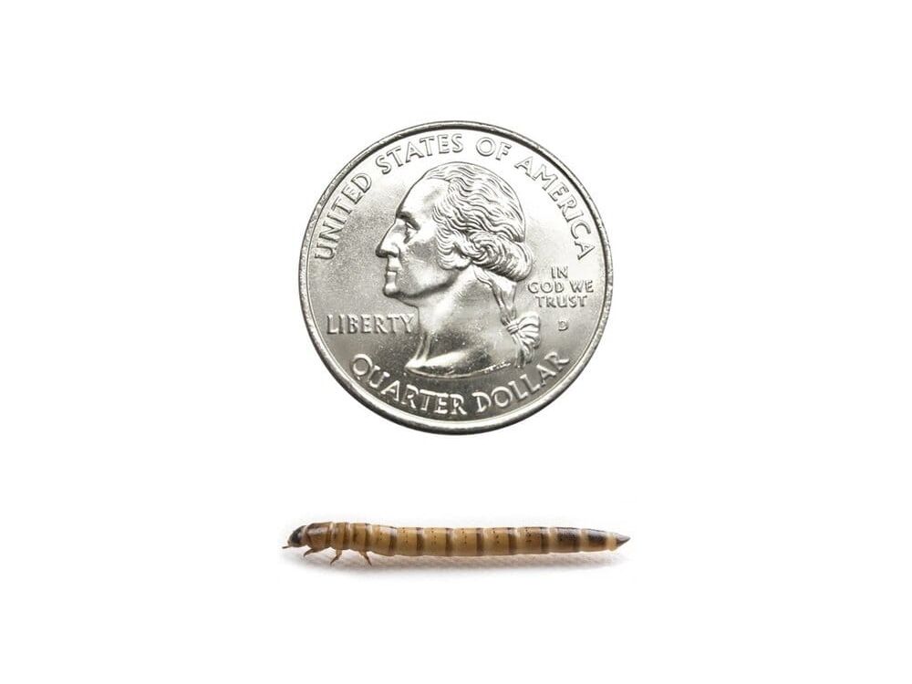 Superworms superworms DubiaRoaches.com Medium 50