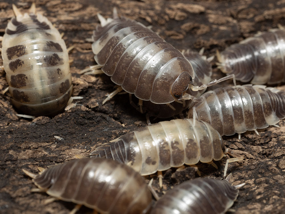 "Milkback" Isopods (Porcellio laevis) Reptile & Amphibian Supplies RPG