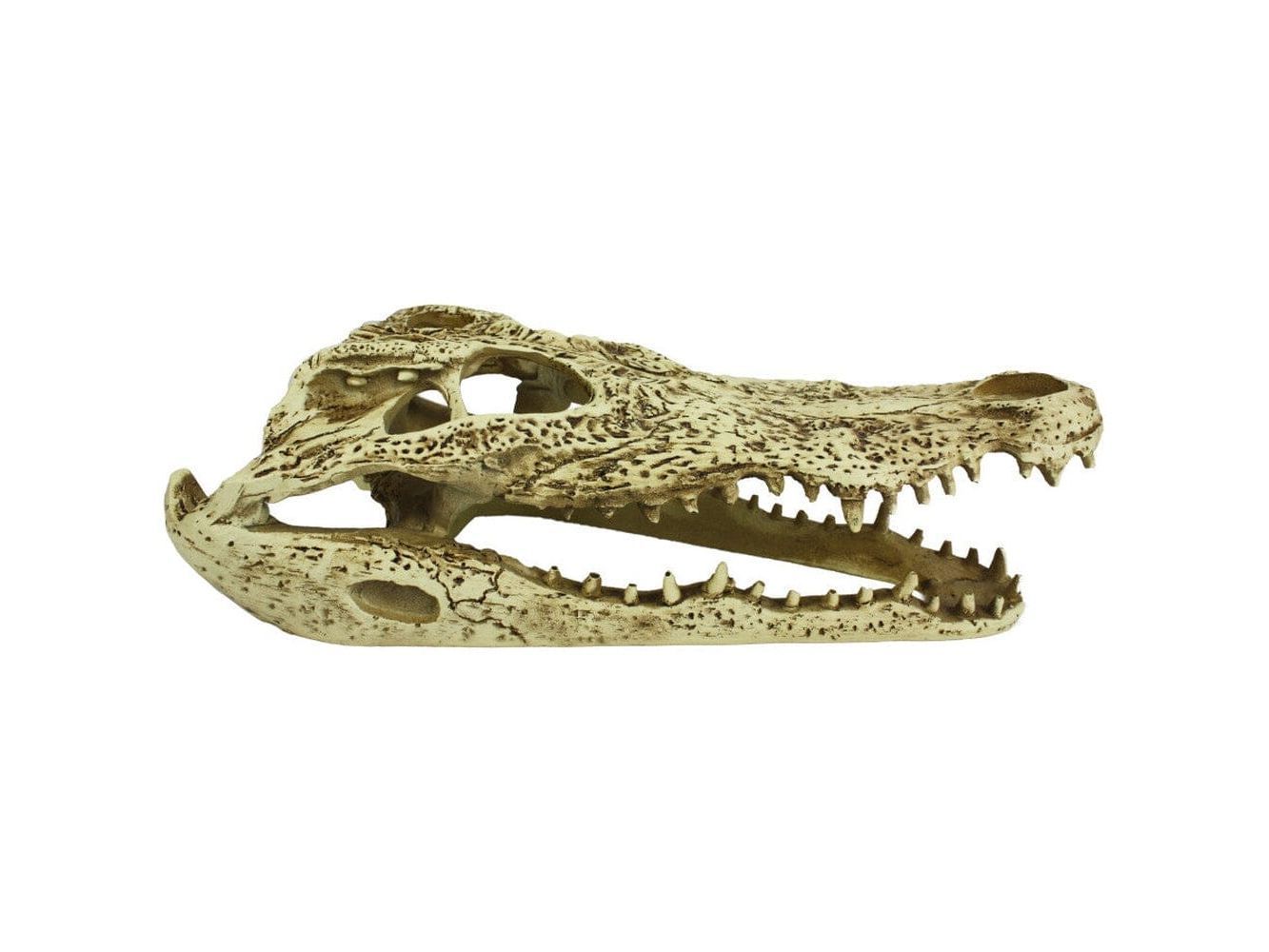 Komodo Alligator Skull Hideout Komodo