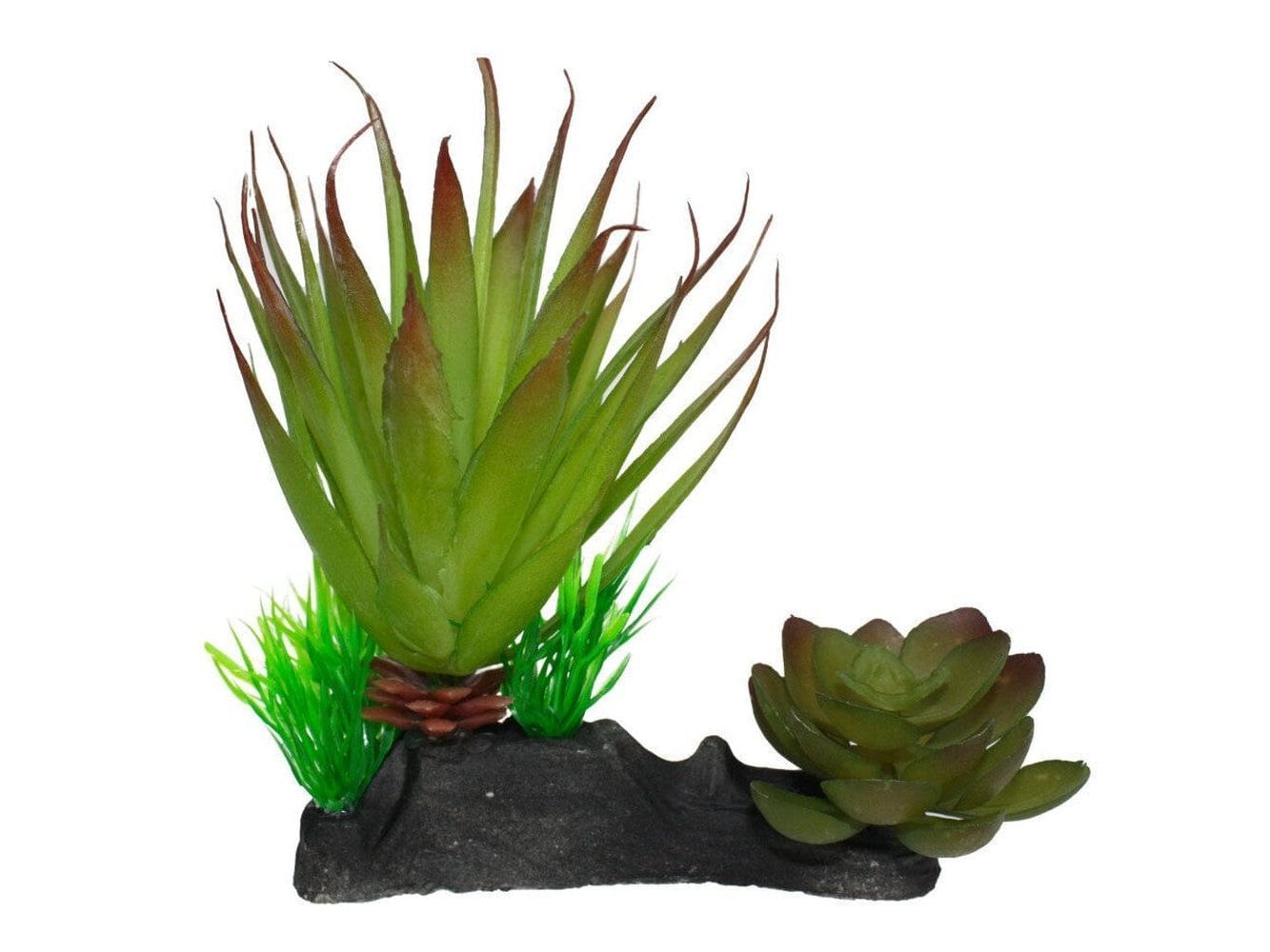 Komodo Succulent Plant 1ea/One Size reptile supplies Komodo