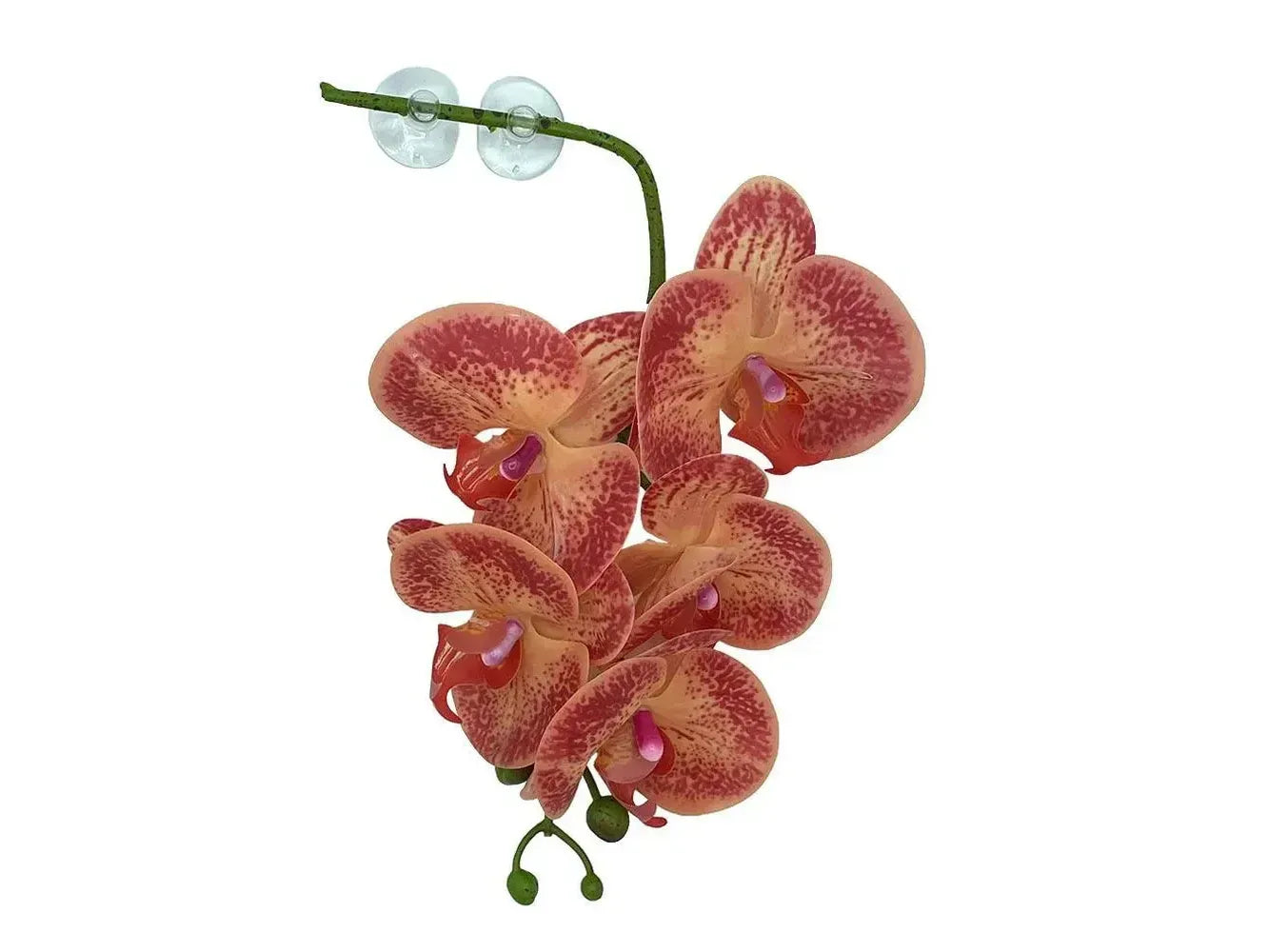 Pangea Hanging Orchid Orange & Yellow Animals & Pet Supplies Pangea