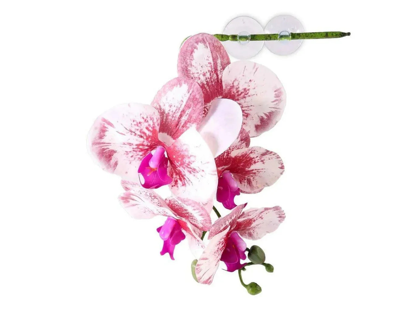 Pangea Hanging Orchid White Animals & Pet Supplies Pangea