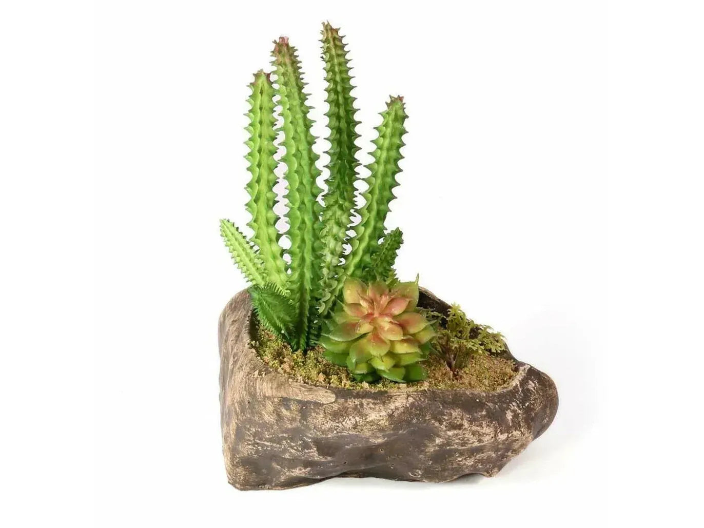 Pangea Succulent Garden #1 Animals & Pet Supplies Pangea