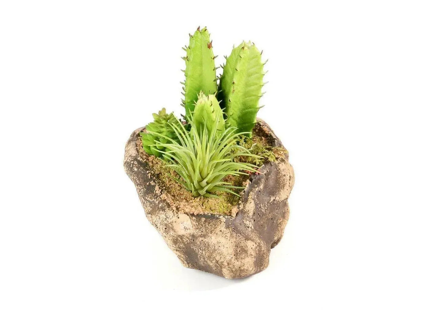 Pangea Succulent Garden #3 Animals & Pet Supplies Pangea