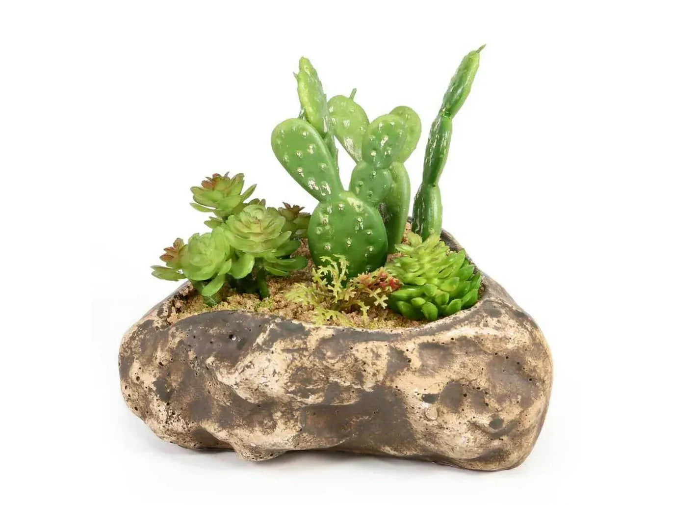 Pangea Succulent Garden #4 Animals & Pet Supplies Pangea