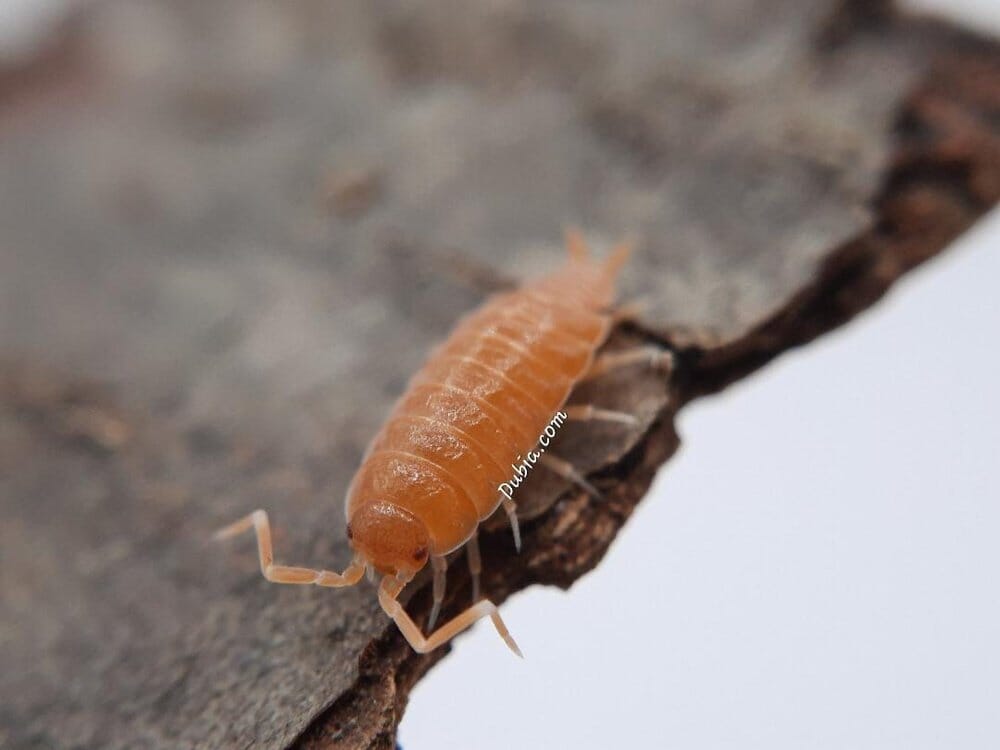 Porcellionides pruinosus "Powder Orange" Isopods DubiaRoaches.com