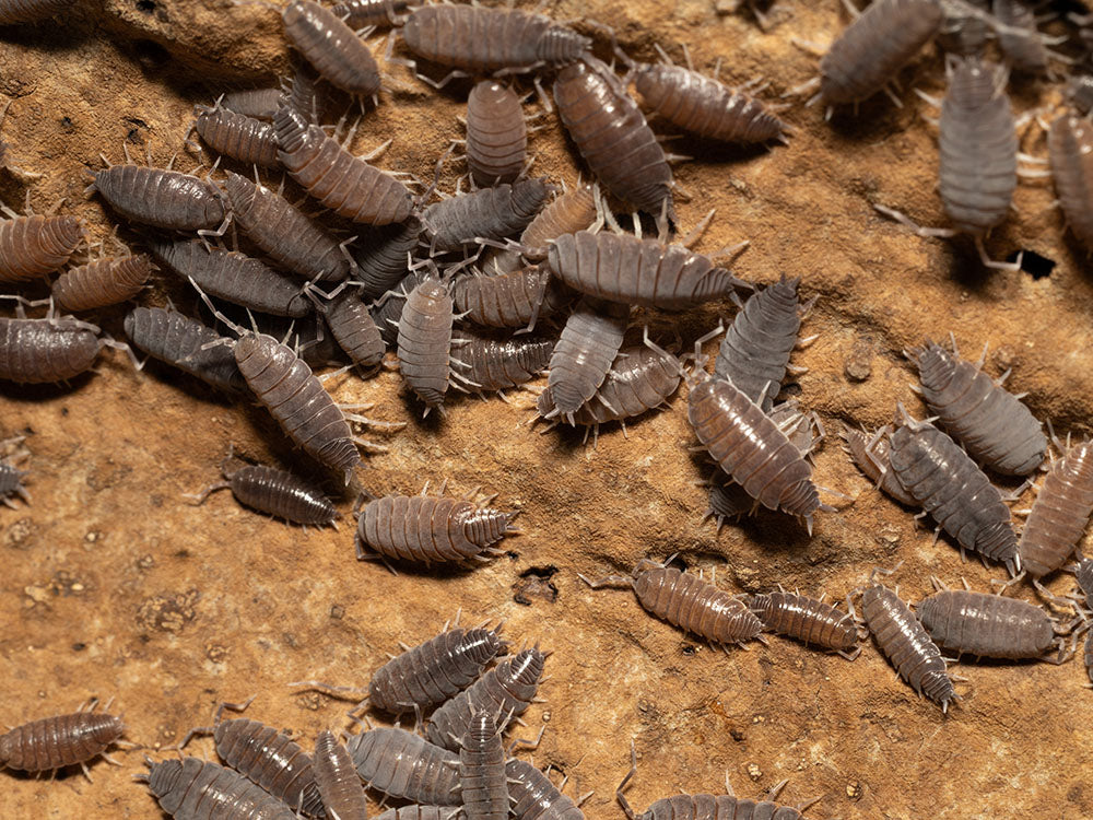 "Powder Blue" Isopods (Porcellionides pruinosus) Reptile & Amphibian Habitat Accessories RPG