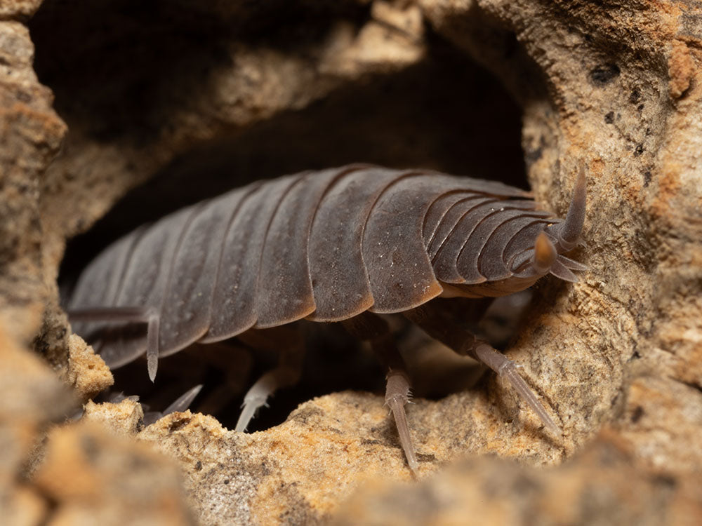 "Powder Blue" Isopods (Porcellionides pruinosus) Reptile & Amphibian Habitat Accessories RPG
