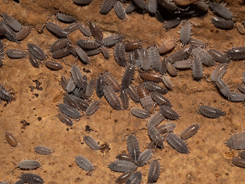 "Powder Blue" Isopods (Porcellionides pruinosus) Reptile & Amphibian Habitat Accessories RPG