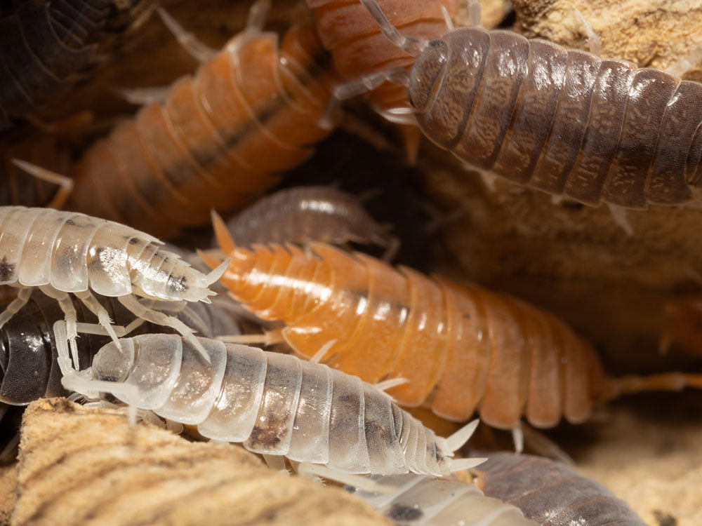 "Powder Mix" Isopods (Porcellionides pruinosus) RPG