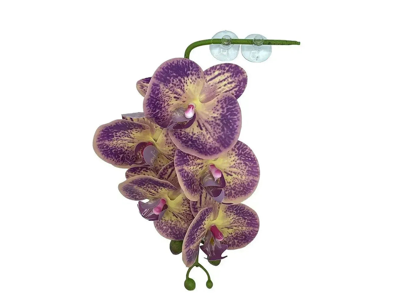 Pangea Hanging Orchid Purple & Yellow Animals & Pet Supplies Pangea