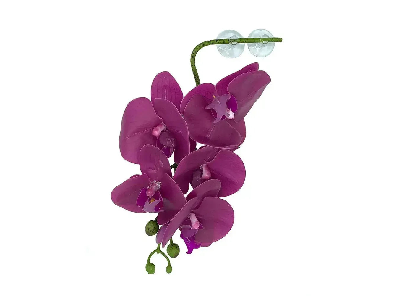 Pangea Hanging Orchid Purple Animals & Pet Supplies Pangea
