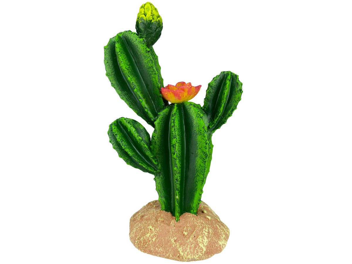 Komodo Cactus Plant Flower