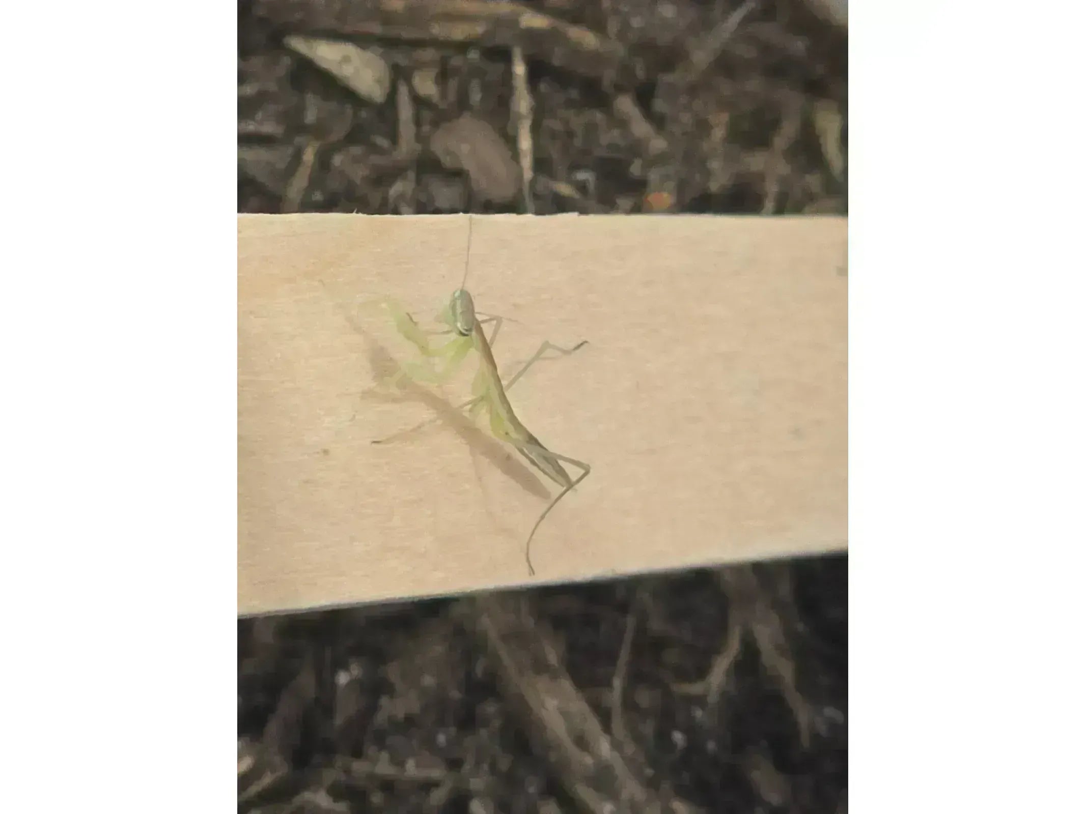 Chinese Praying Mantis Tenodera sinensis Free Shipping