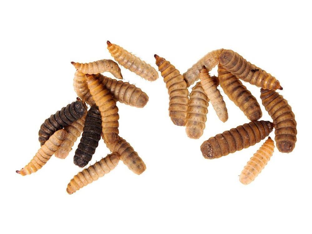 200 Free Medium NutriGrubs (BSFL) Reptile & Amphibian Food DubiaRoaches.com