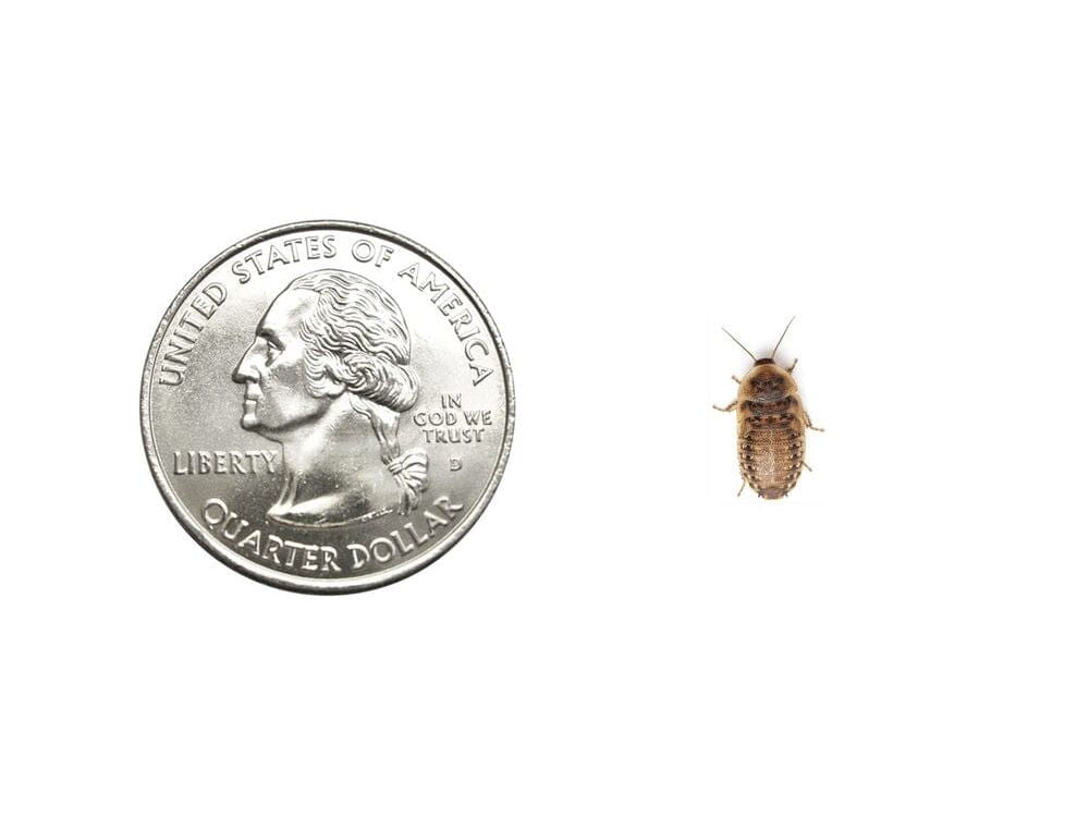 Small 3/8" Dubia dubia roaches DubiaRoaches.com