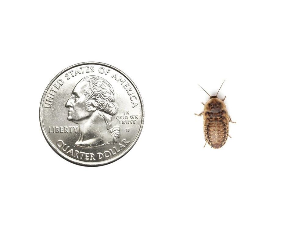 Small 1/2" Dubia FREE SHIPPING dubia roaches DubiaRoaches.com 25
