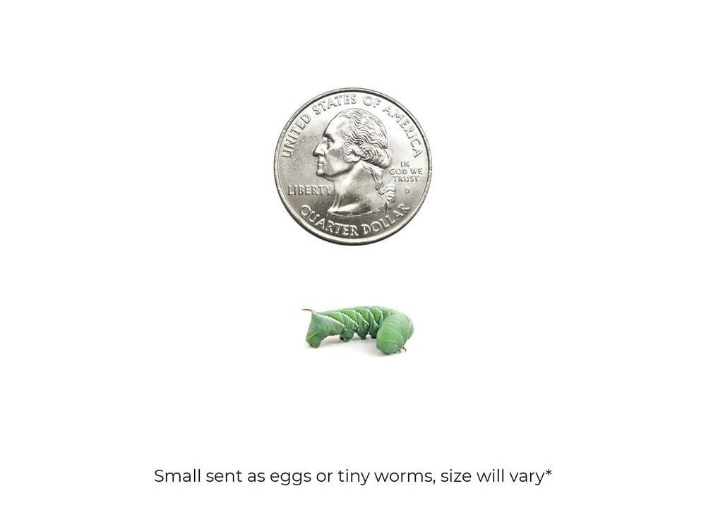 Small Hornworms hornworms DubiaRoaches.com