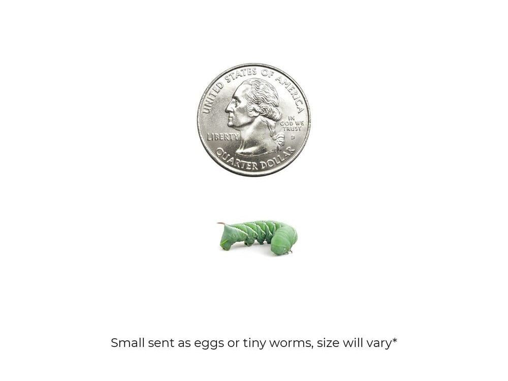 Hornworms Reptile & Amphibian Food Dubia.com Small 18ct