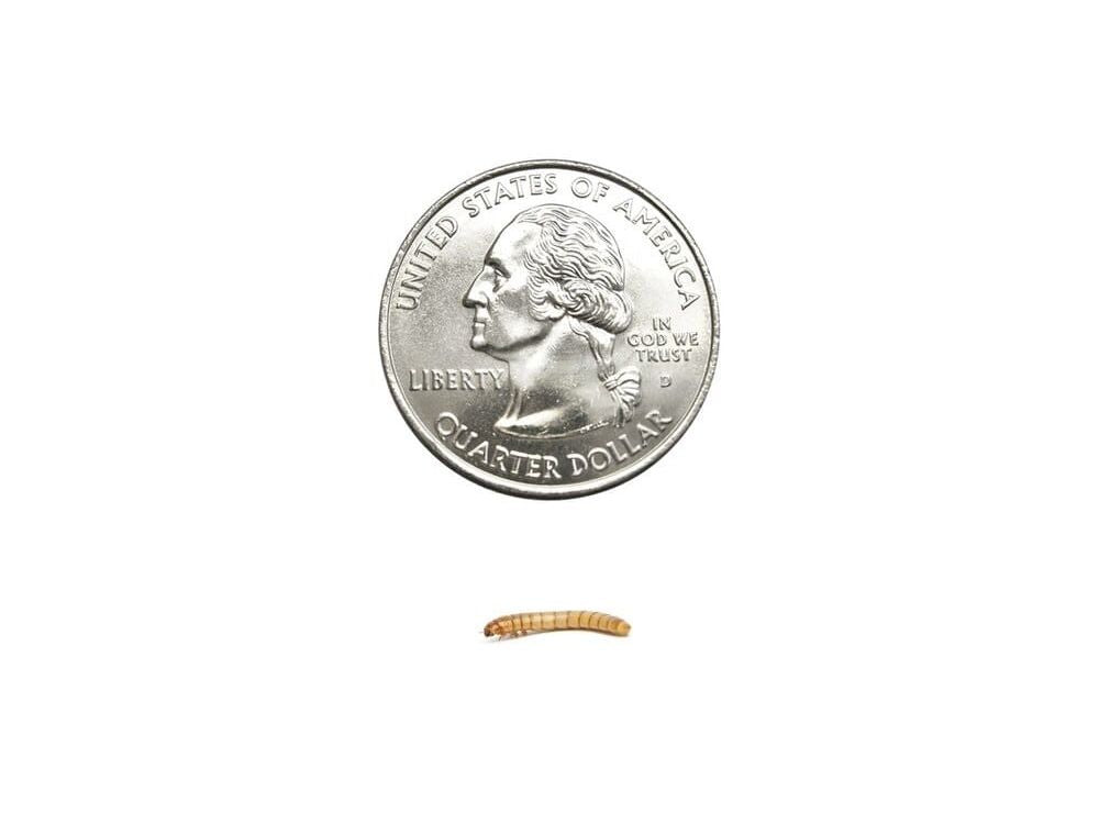 Mealworms mealworms DubiaRoaches.com