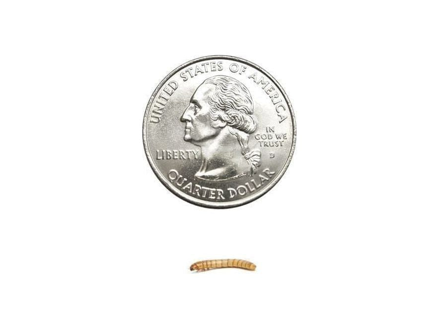 Mealworms mealworms DubiaRoaches.com