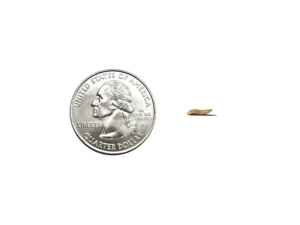 Fly Larvae nutrigrubs DubiaRoaches.com Small 100