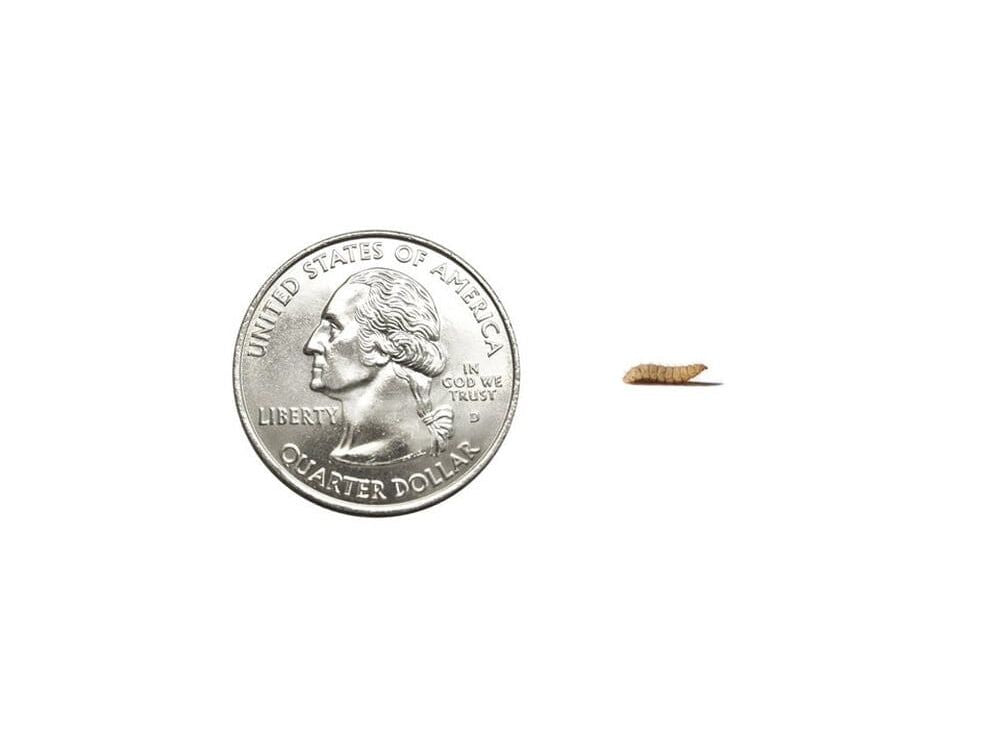 Small NutriGrubsâ?¢ nutrigrubs DubiaRoaches.com