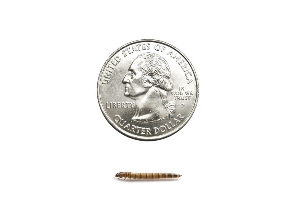 Superworms superworms DubiaRoaches.com Small 500