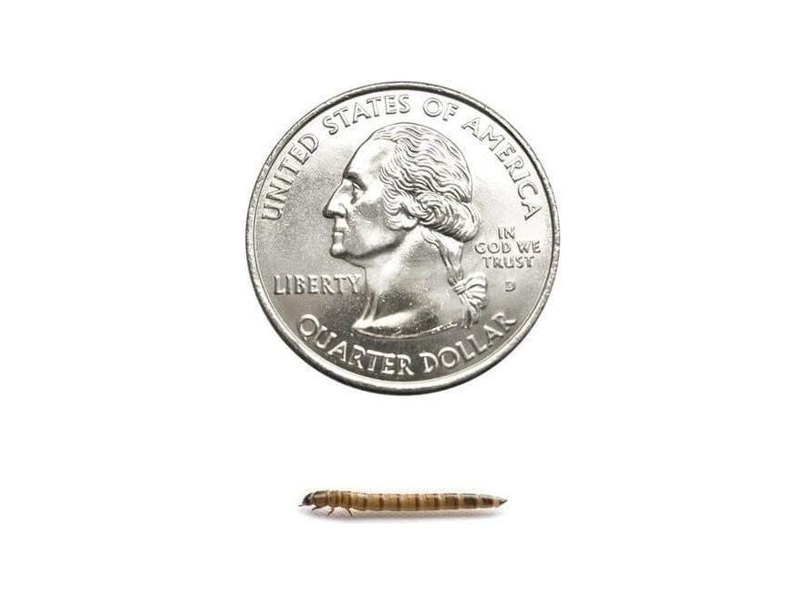 Superworms superworms DubiaRoaches.com Small 200