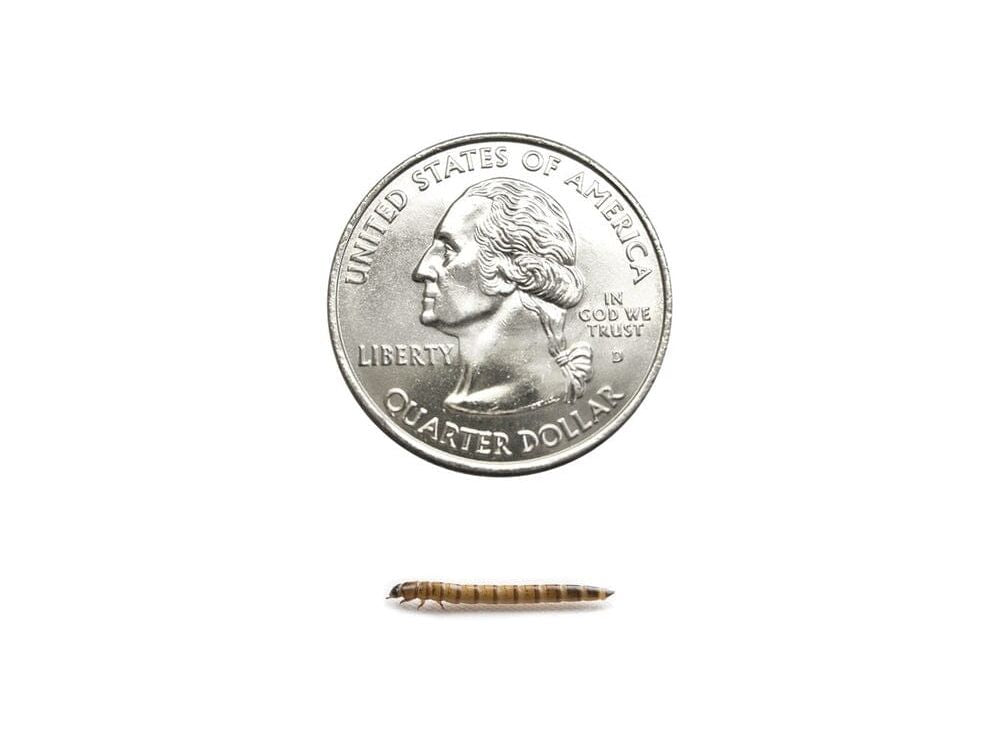 Small Superworms superworms DubiaRoaches.com