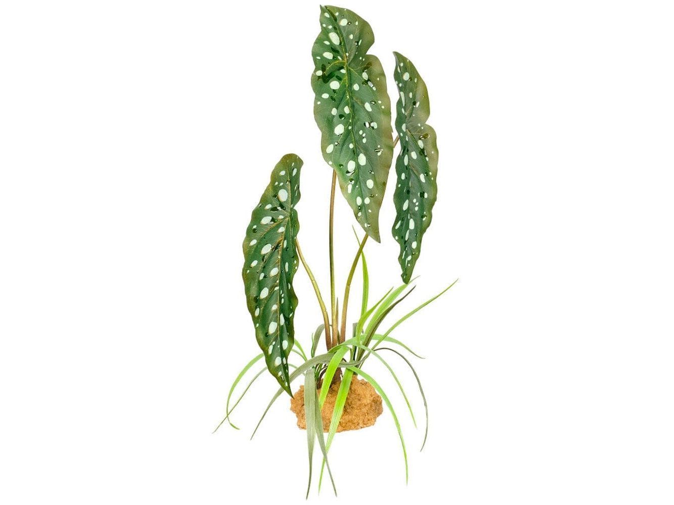 Komodo Standing Plant Spotted Begonia, 1ea/18 in reptile supplies Komodo